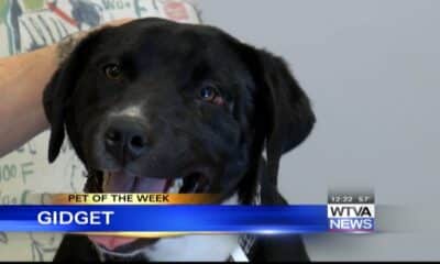 Pet of the Week - Gidget