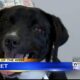 Pet of the Week – Gidget