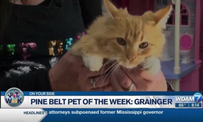 Pine Belt Pet of the Week: Grainger