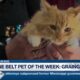 Pine Belt Pet of the Week: Grainger