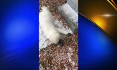 Pets enjoying the snow on Tuesday - Part 2