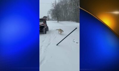 Pets enjoying the snow on Tuesday - Part 3