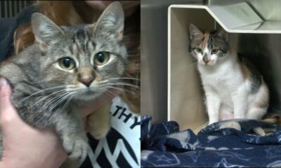 Pine Belt Pet of the Week: Bethany and Sugar Plum