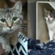 Pine Belt Pet of the Week: Bethany and Sugar Plum