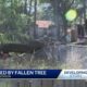 Man Killed By Fallen Tree