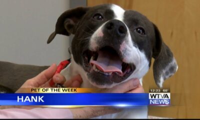 Pet of the Week – Hank