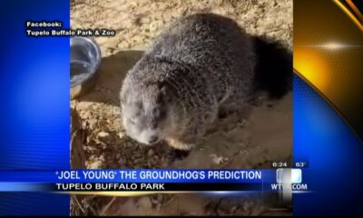 What did the Tupelo Buffalo Park's groundhog predict?