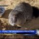 What did the Tupelo Buffalo Park's groundhog predict?