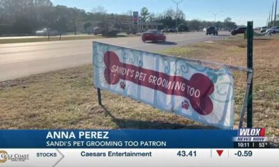 Pet grooming business investigated for animal cruelty