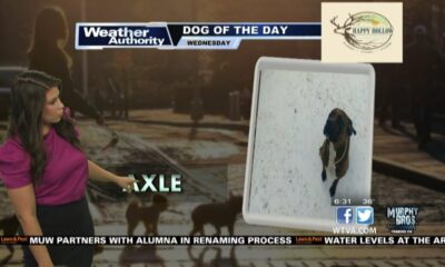 Dog Walk Forecast for Feb. 7 - Axle