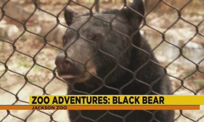 Jackson Zoo Adventures: Black Bear