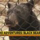 Jackson Zoo Adventures: Black Bear