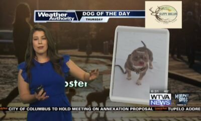 Dog Walk Forecast for Feb. 9 - Rooster