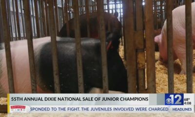 2024 Dixie National Sale of Junior Champions kicks off