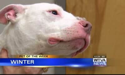 Pet of the Week - Winter