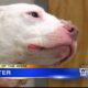 Pet of the Week – Winter