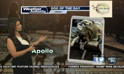 Dog Walk Forecast for Feb. 9 - Apollo