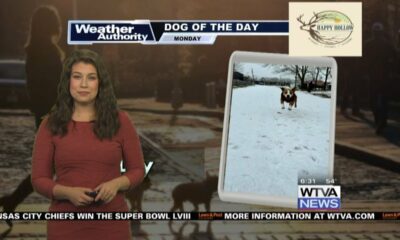 Dog Walk Forecast for Feb 12 – Lily