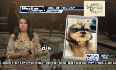 Dog Walk Forecast for Feb. 15- Freddie