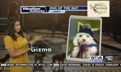 Dog Walk Forecast for Feb. 16- Gizmo