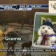 Dog Walk Forecast for Feb. 16- Gizmo