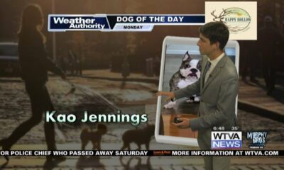 Dog Walk Forecast For March 11 - Kao Jennings