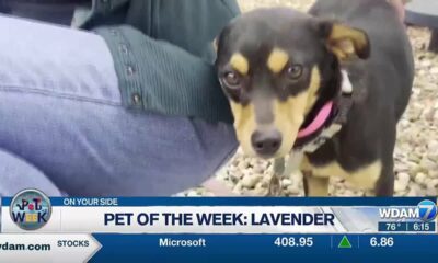 Pine Belt Pet of the Week: Lavender