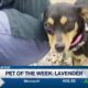 Pine Belt Pet of the Week: Lavender