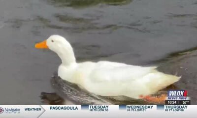 A duck returns home after recovering from a life-threatening injury