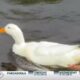 A duck returns home after recovering from a life-threatening injury