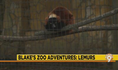 Jackson Zoo Adventures: Lemurs