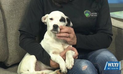 Pet of the Week: O’Malley is looking for a forever home!