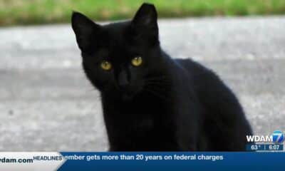 USM students worry about stray cats on campus