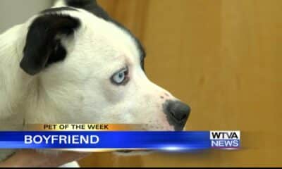 Pet of the Week – Boyfriend