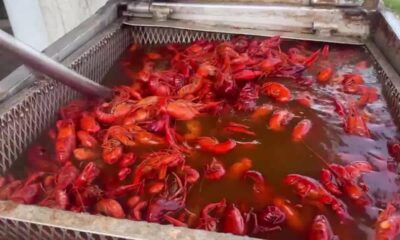 Crawfish prices begin to fall