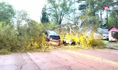 Cars stuck in fallen trees