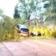 Cars stuck in fallen trees