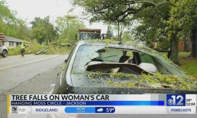 Tree falls on woman's car in Jackson