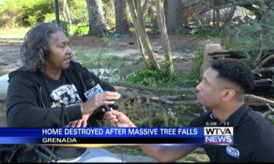 Family of four safe after tree falls on home