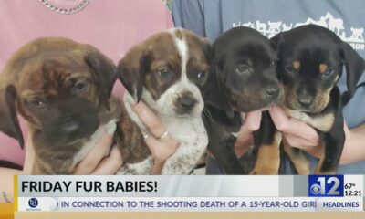 Friday Fur Babies: Meet the Plott Hound Puppies