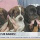 Friday Fur Babies: Meet the Plott Hound Puppies