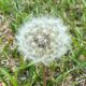 Dandelions – Childhood Fun for You and Yours