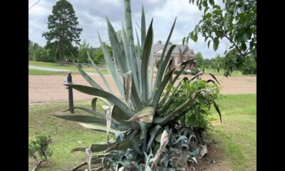 Focused on Mississippi: Century plant begins to bloom