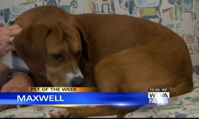 Pet of the Week - Maxwell