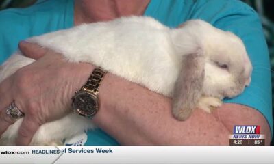 Lola & Friends Bunny Rescue helping furry friends find their forever home