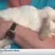 Lola & Friends Bunny Rescue helping furry friends find their forever home