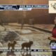 Dog Walk Forecast for May 24 – Salvatore