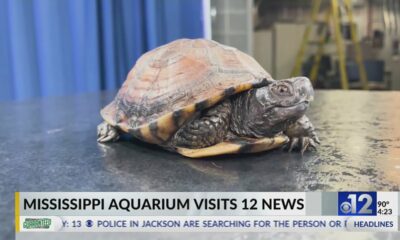 Mississippi Aquarium visits WJTV 12 News