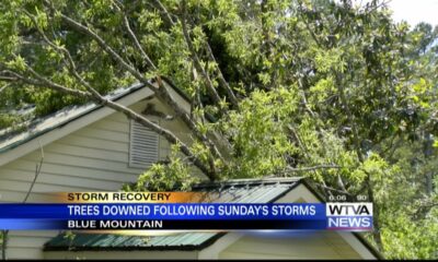 Tree falls on Blue Mountain home during overnight storms