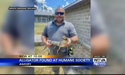 Amory Humane Society gets a visit from baby alligator